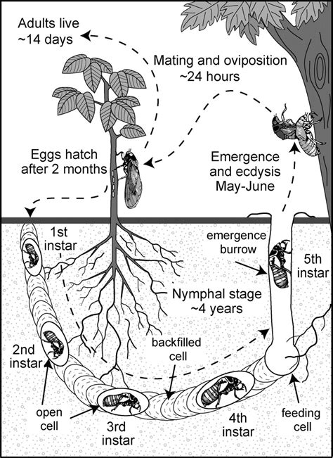 Cicada Life Cycle Images