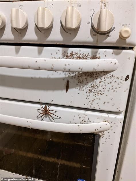 Huge huntsman spider and its hundreds of babies found nesting on a families oven - ReadSector