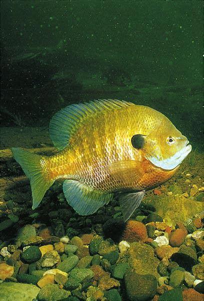 BLUEGILL