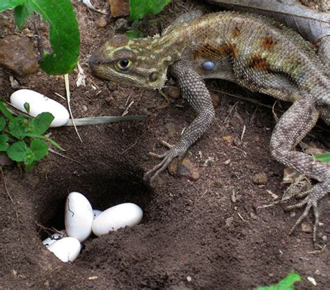 Introduction to Lizard Breeding | Infolific