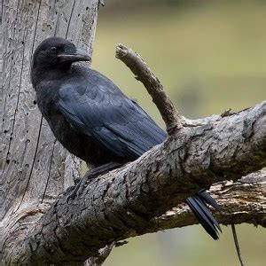 Forest Raven | About Tasmania