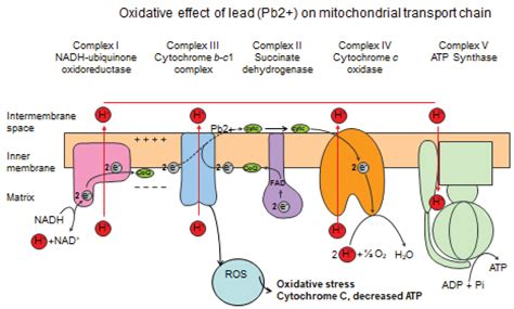 Lead Poisoning Anemia