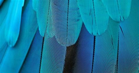 Bird_Biology-feather_detail | Bird Academy • The Cornell Lab