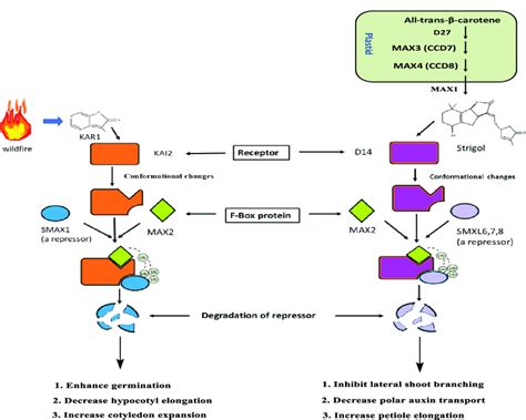 A Model of karrikin and strigolactone signaling pathways, showing the... | Download Scientific ...