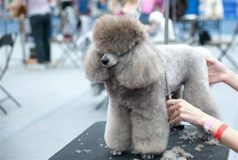 Poodle Grooming - A Complete Guide To Properly Groom Poodles - The Goody Pet