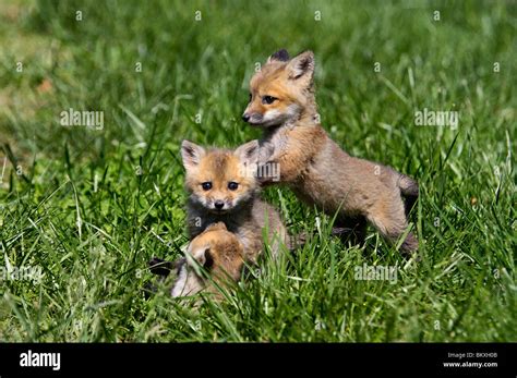 Three Baby Red Foxes Playing Together in Floyd County, Indiana Stock ...