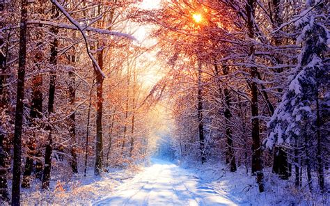 🔥 [50+] Winter Forest Desktop Wallpapers | WallpaperSafari