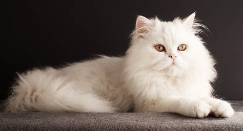 Persian White Cat - Bin3aiah World!