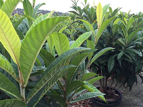 Loquat Tree http://www.bcnursery.com/LOQUAT-TREE-15-GAL-P4639.aspx ...