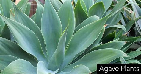 Growing Agave Plants: How To Care For and Use Them Indoors and Outdoors