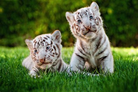 Two Cute White Tiger Baby Cubs