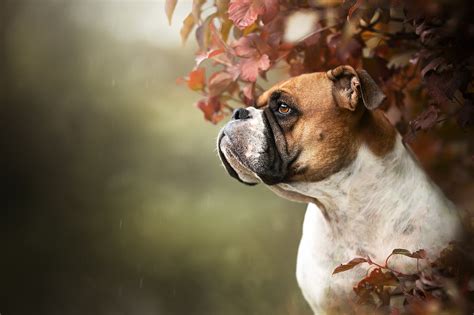 Discover 80+ boxer dog wallpaper best - in.cdgdbentre