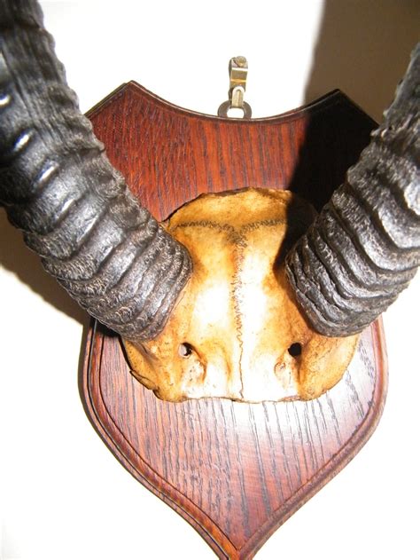 Victorian Mounted Antelope Horns | 528019 | Sellingantiques.co.uk