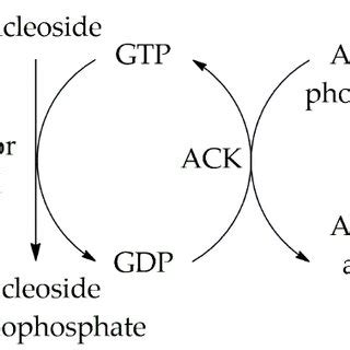 Nucleoside 5′-monophosphate synthesis using an enzymatic cascade that... | Download Scientific ...