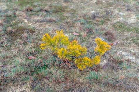 Dying Young Pine Tree from Close Stock Image - Image of drought, climate: 168527977