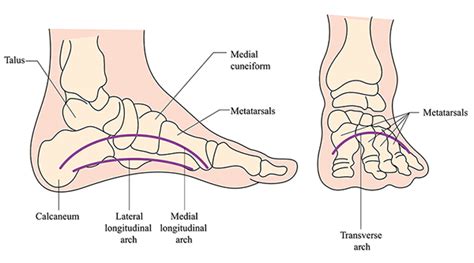 The Arches Of The Foot Longitudinal Transverse TeachMeAnatomy | 6b.u5ch.com