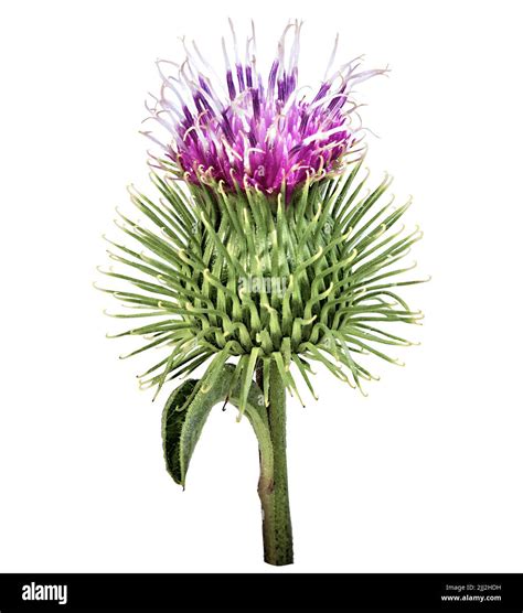 Creeping thistle flower Cut Out Stock Images & Pictures - Alamy