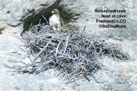 Birds and Nature: Hawk nesting on cliff by a cave