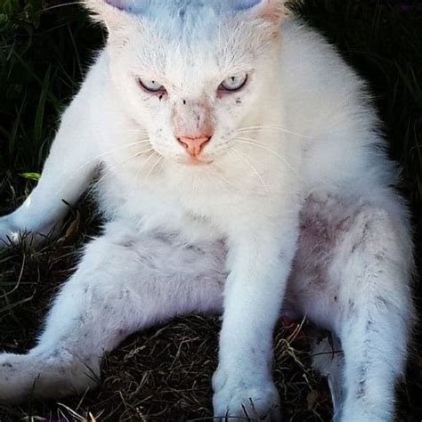 Albino Cat