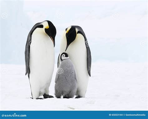 Emperor Penguin Family Stock Photo | CartoonDealer.com #65033144