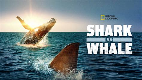 Shark vs. Whale full movie. Documentary film di Disney+ Hotstar.