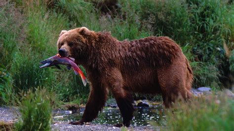 Grizzly Ecology Pt. 3: Bears, Fish, and Trees - Grizzly bear conservation