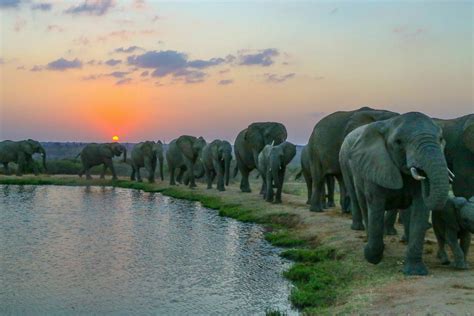 Safari at sunset: Live virtual visit with elephants in South Africa - WTOP News