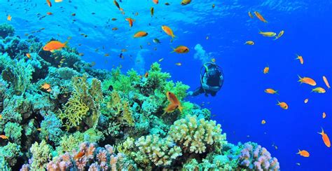 Diving ban in Mabini Batangas, now lifted | Philippine Primer