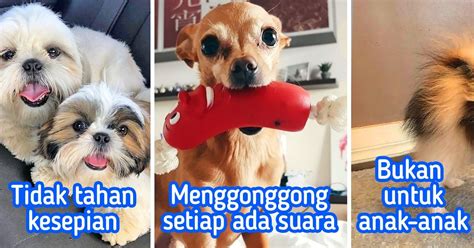 12 Ras Anjing Kecil Trendi yang Bikin Orang Ingin Buru-Buru Punya, tapi ...