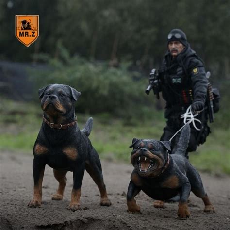 Rottweiler Police Dog In Action