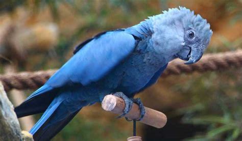 Spix’s Macaw That Inspired 'Blu' In Film Rio Is Now Extinct