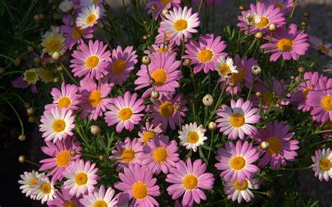 Daisies Wallpaper Phone at Charles Pope blog