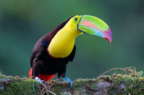 Toucans in Three Acts - Sweet Light Photos