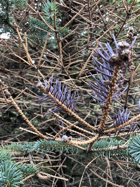 Dying pine tree in my yard sprouted a spring of purple needles : r/mildlyinteresting