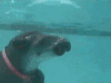 Tapir GIFs | Tenor