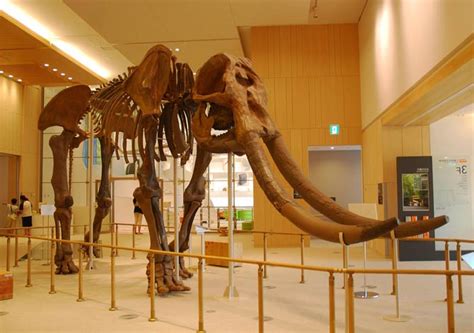 Stegodon – one of the largest proboscideans | DinoAnimals.com