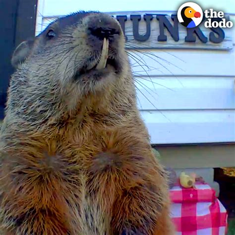 Groundhog's Teeth Grow Out Of Control! | Guy sees a groundhog with teeth growing out of control ...