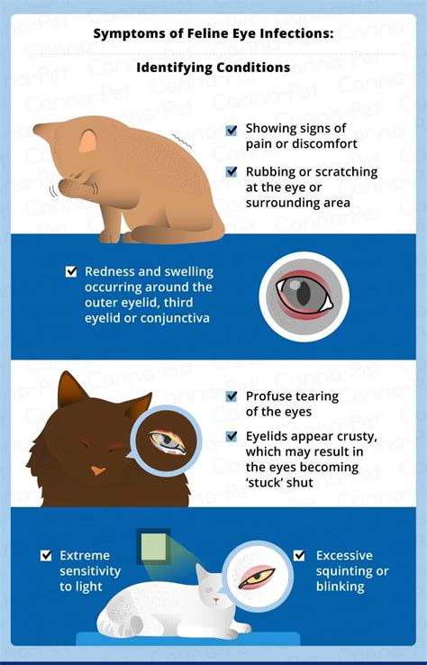 Cat Eye Infection: Recognize the Signs | Canna-Pet | Cat eye infection, Kitten eye infection ...