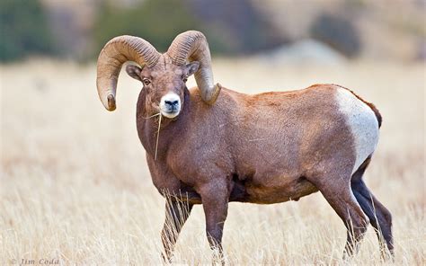 Bighorn Sheep Hunting Wyoming | Best of the West Outfitters