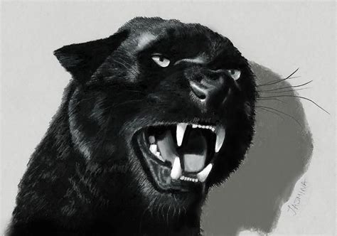 3d Pencil Drawings, Realistic Drawings, Animal Drawings, Black Jaguar Animal, Black Pantha ...