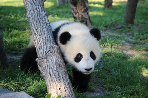 At eight months old, Toronto Zoo panda cubs starting to like bamboo - CityNews Toronto