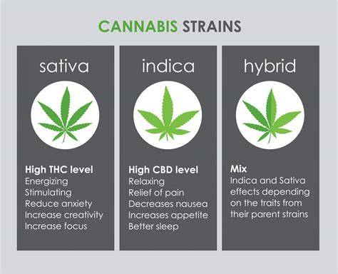 Different Types of Cannabis Strains with Holyoke Cannabis