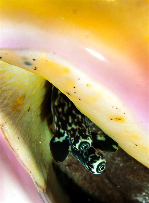 Conch eyes Photograph by Jean Noren | Fine Art America