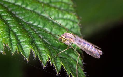 Mosquito wings stock photo. Image of bloodsucker, mosquitoe - 28335792