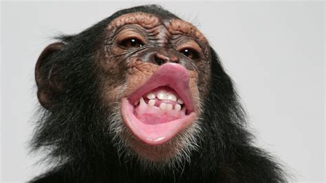 Chimp lip smacking could solve mystery of human speech evolution | UK News | Sky News