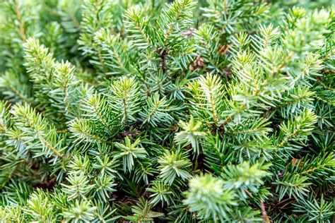 Growing the Shore Juniper in the Home Garden