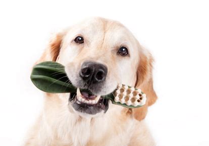 Dental Health in Older Dogs – Dog Quality