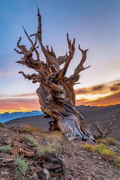 Sunset at the Ancient Bristlecone Pine Forest Photograph by Javier ...