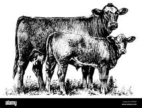 Vintage illustration of cow/s Stock Photo - Alamy