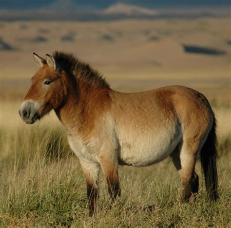 Equus Przewalskii (Przewalski's Horse) Breed Information, History ...